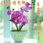 满天星园艺