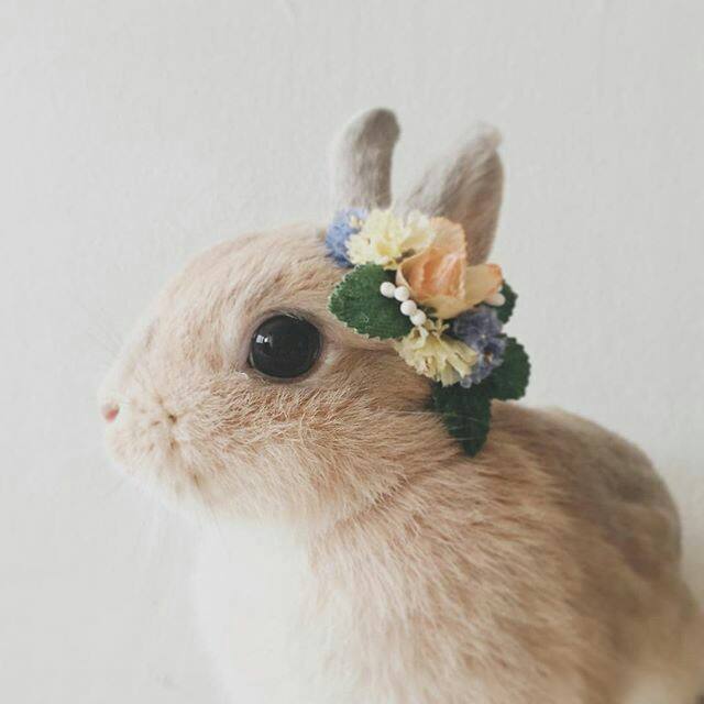 兔兔那么的可爱