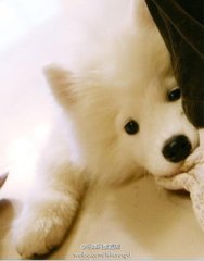 痕迹松