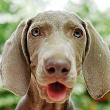 妞妞妈宠物用品店