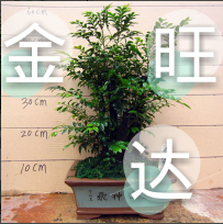 520玲之屋