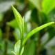 回山茶农