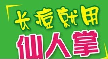 紫藤花开8月