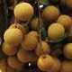 wanghutom