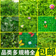 缘起今生花卉
