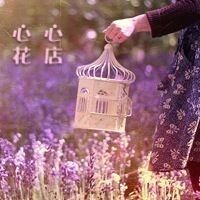 黑美人野玫瑰