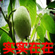 我家是小院