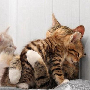 0魅惑猫儿0