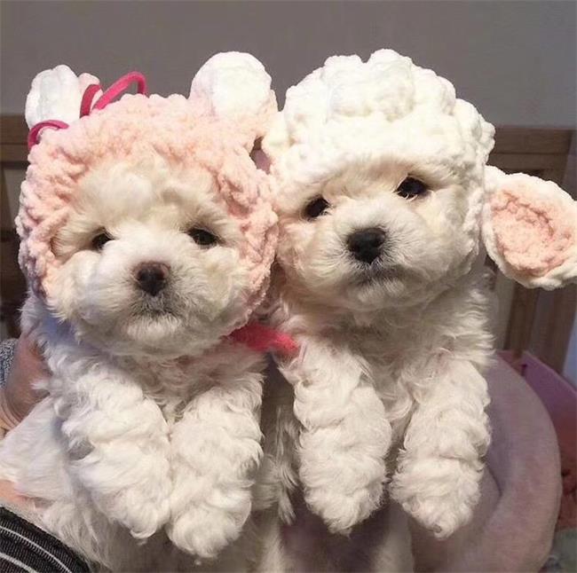 北京锦华犬业
