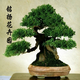 铭扬园艺花木