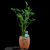 卡弗蒂51