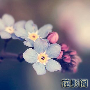 伊朵红花恋