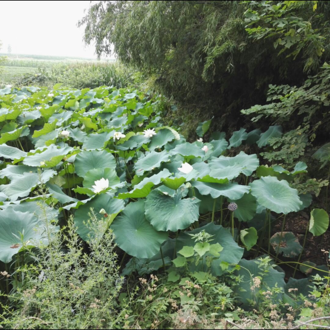 金牛穆斯林