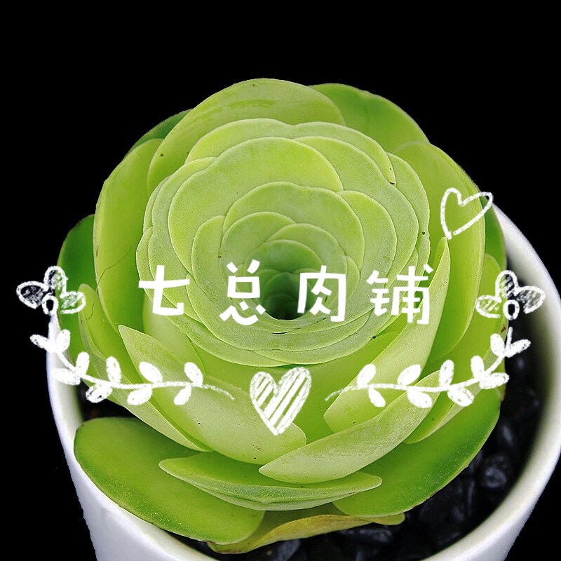 七总大人