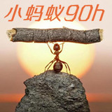 小蚂蚁90h