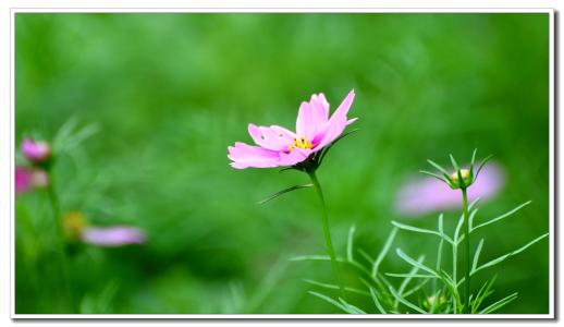 甜蜜蜜15181