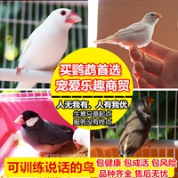 qinjiaojiao92