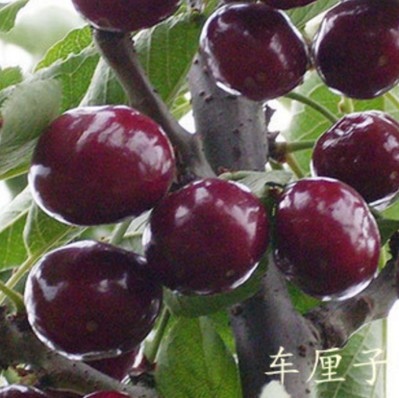 果雅苗木种植有限公司