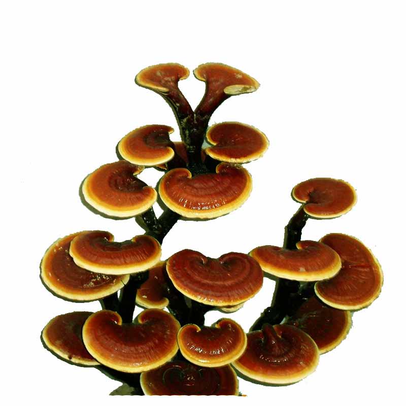 wuchongneng