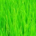 liuqian4346