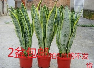 中国苗木总经销