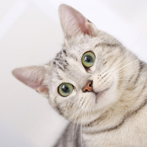 水翼猫