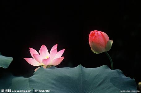 莲福玉阁