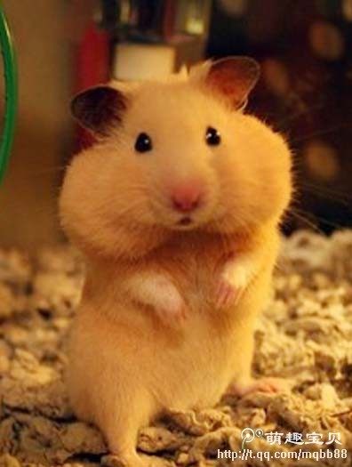 旭日东升舰旗店