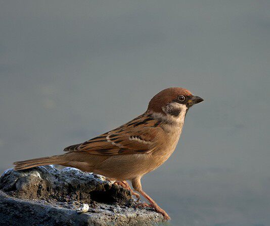 麻雀天天要革命