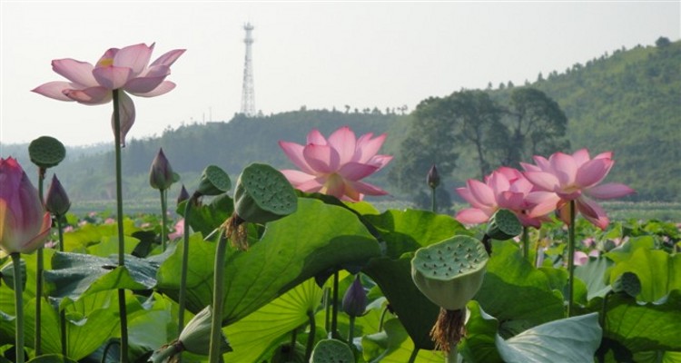 谢迎春20120