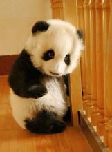 嗜血小牛