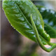 叶芳香茶叶有限公司