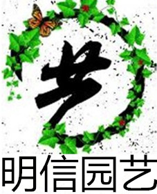 小篮孩ff