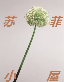 日光微暖花盛开