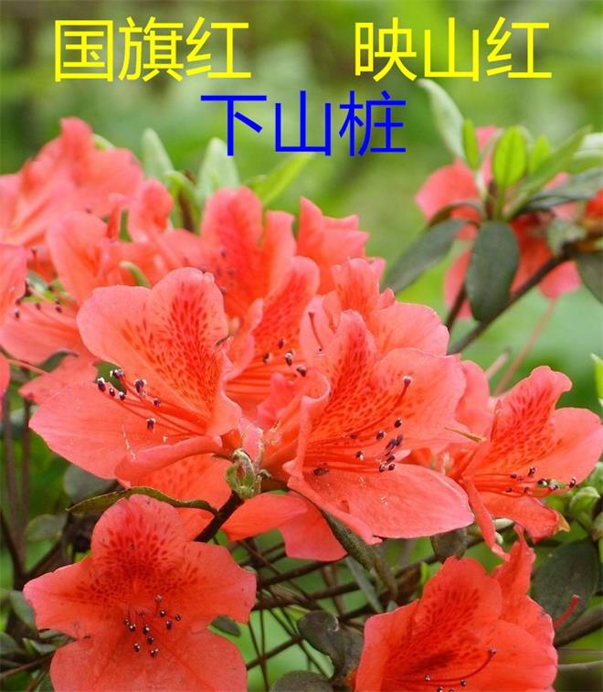 狗咯咯咯