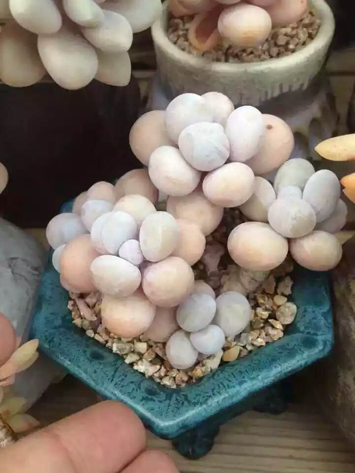 曾燕111222