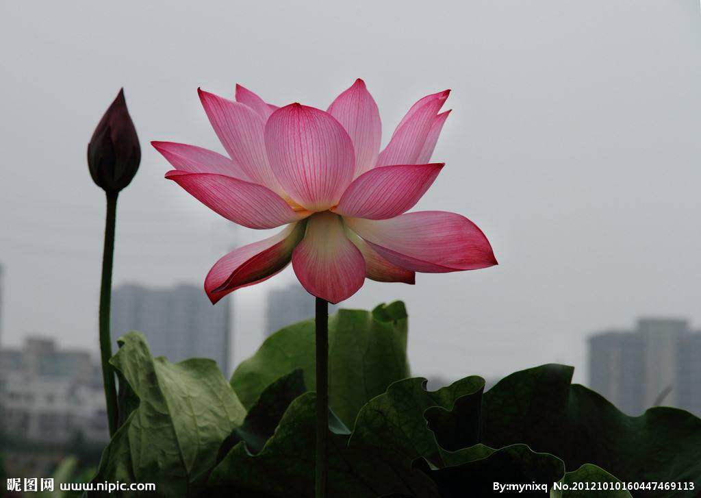 一叶知秋36755014