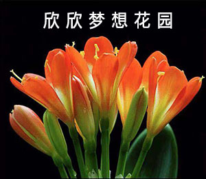 tzy88115