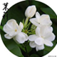 cangying8000