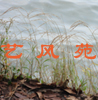 奕天梦卒