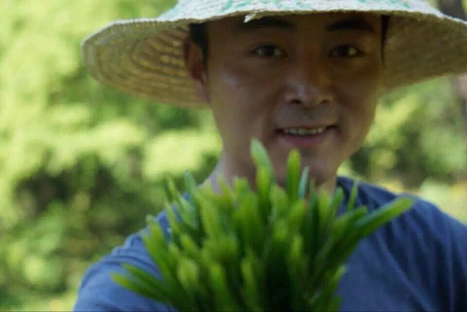 小茶农8