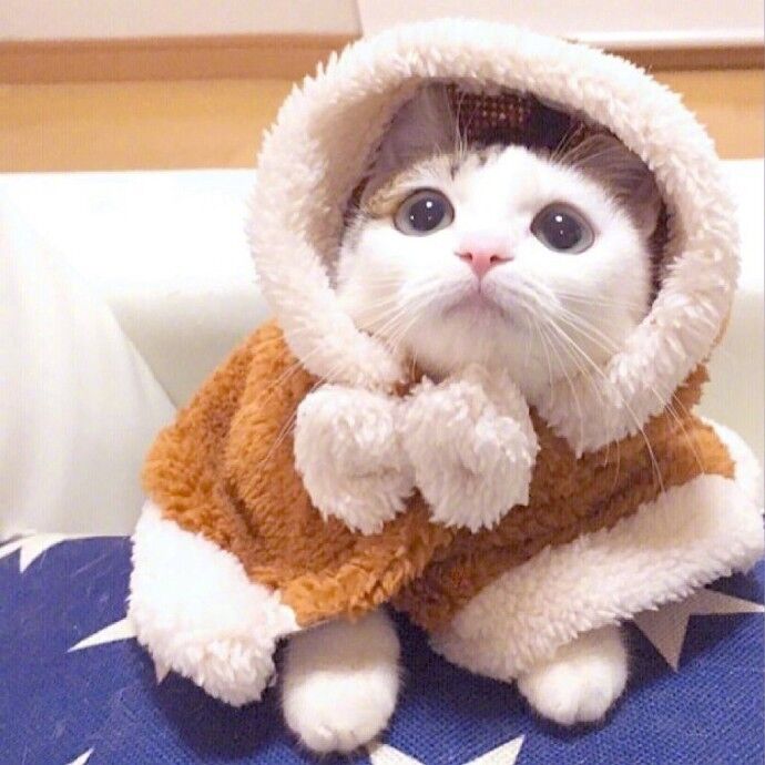 迷路猪仔