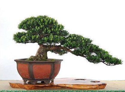 从新开始nl8
