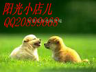 阳光小店儿