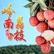 石城仙果良田