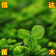 苗木花卉2966