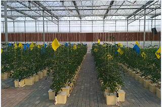 guoxing518