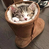 elaine的猪