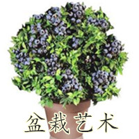 夕晨果树盆栽