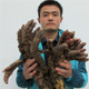 chenwanqiang2011